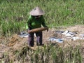 Woman winnowing rice during harvest on the island of bali Royalty Free Stock Photo