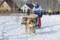 Woman winter day in the sled rides on a dog sled with two Alaskan Malamute on holiday in Novosibirsk