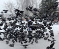 Woman winter feeding pigeons