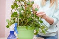 Woman wipes the dust from the green leaves of creeper. Care of indoor plants, gentle cleaning plant leaves. Plant care, closeup