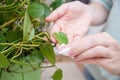 Woman wipes the dust from the green leaves of creeper. Care of indoor plants, gentle cleaning plant leaves. Plant care, closeup