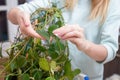 Woman wipes the dust from the green leaves of creeper. Care of indoor plants, gentle cleaning plant leaves. Plant care, closeup