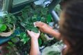 Woman wipes dust from plant