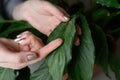 A woman wipes a leaf of a houseplant with her finger, there is dust on it. Spathiphyllum. The concept of floriculture