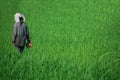 Woman at Work in the Rice Fields in Bali, Indonesia