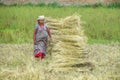 Woman work in the field in the village