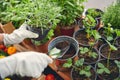 Woman in work gloves holding a rosemary plant