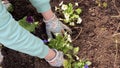 A woman in work gloves is planting a small bush with beautiful white small flowers in a flower bed Royalty Free Stock Photo