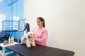 Woman At Work In Pet Store And Grooming Dog Royalty Free Stock Photo