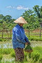 Woman at work in rice field Royalty Free Stock Photo