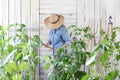 Woman work in the vegetable garden with bamboo sticks in the middle of green plants, take care for plant growth, healthy organic Royalty Free Stock Photo