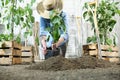 Woman work in the vegetable garden with hands repot and planting a young plant on soil, take care for plant growth