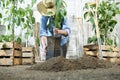 Woman work in the vegetable garden with hands repot and planting a young plant on soil, take care for plant growth, healthy