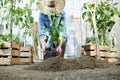 Woman work in the vegetable garden with hands repot and planting a young plant on soil, take care for plant growth, healthy