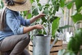 Woman work in the vegetable garden with watering can, crate full of green plants and tools on background, healthy organic food Royalty Free Stock Photo