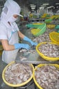 A woman worker is classifying octopus for exporting in a seafood processing factory