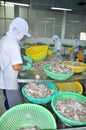 A woman worker is classifying octopus for exporting in a seafood processing factory