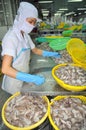 A woman worker is classifying octopus for exporting in a seafood processing factory