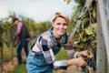 Woman worker collecting grapes in vineyard in autumn, harvest concept. Royalty Free Stock Photo