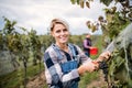 Woman worker collecting grapes in vineyard in autumn, harvest concept.