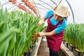 Woman worker in a greenhouse inspects growing tulips