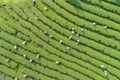 Woman worker picking tea leaves at a tea plantation in north Royalty Free Stock Photo