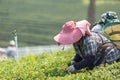 Woman worker picking tea leaves at a tea plantation in Thailand Royalty Free Stock Photo