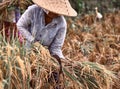 Woman workers harvesting rice field in the morning scene. The Farmer harvesting on the organic paddy rice Royalty Free Stock Photo