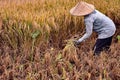 Woman workers harvesting rice field in the morning scene. The Farmer harvesting on the organic paddy rice Royalty Free Stock Photo