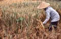 Woman workers harvesting rice field in the morning scene. The Farmer harvesting on the organic paddy rice Royalty Free Stock Photo