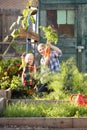 Woman working on allotment with child