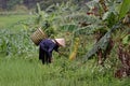 Woman working fields, Sa Pa Valley, Vietnam