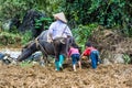 Woman working on fields in Vietnam. Royalty Free Stock Photo