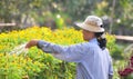 A woman working on flower field in Saigon, southern Vietnam Royalty Free Stock Photo