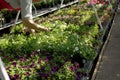 Woman working at a flower market, taking care of plants, hands h