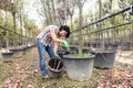 Woman working in the garden center, Royalty Free Stock Photo
