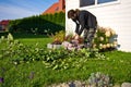 Woman working in a garden, cutting excess twigs of plants Royalty Free Stock Photo