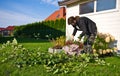 Woman working in a garden, cutting excess twigs of plants Royalty Free Stock Photo