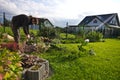 Woman working in a garden, cutting excess twigs of plants Royalty Free Stock Photo