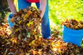 Dispose fall leaves Royalty Free Stock Photo