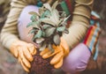 Woman working in the garden holding plant