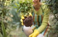 Woman working in the garden. Holding a plant