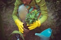Woman working in the garden holding plant