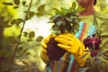 Woman working in the garden. Holding a plant.