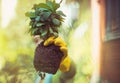 Woman working in the garden. Holding a plant. Beautiful plant