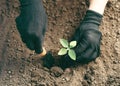 Woman in working gloves working in ground with gardening tools, plants a plant Royalty Free Stock Photo