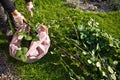 Woman working in a garden, cutting excess twigs of plants