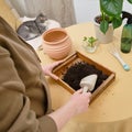 Woman working in home garden, plant care hobby. Transplanting flowe Royalty Free Stock Photo