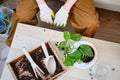 Woman working in home garden, plant care hobby. Transplanting flowers into pots and replacing the soil in the living room, diy Royalty Free Stock Photo