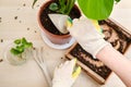 Woman working in home garden, soil for monstera plant. Transplanting flowers into pots and replacing the soil in the living room, Royalty Free Stock Photo